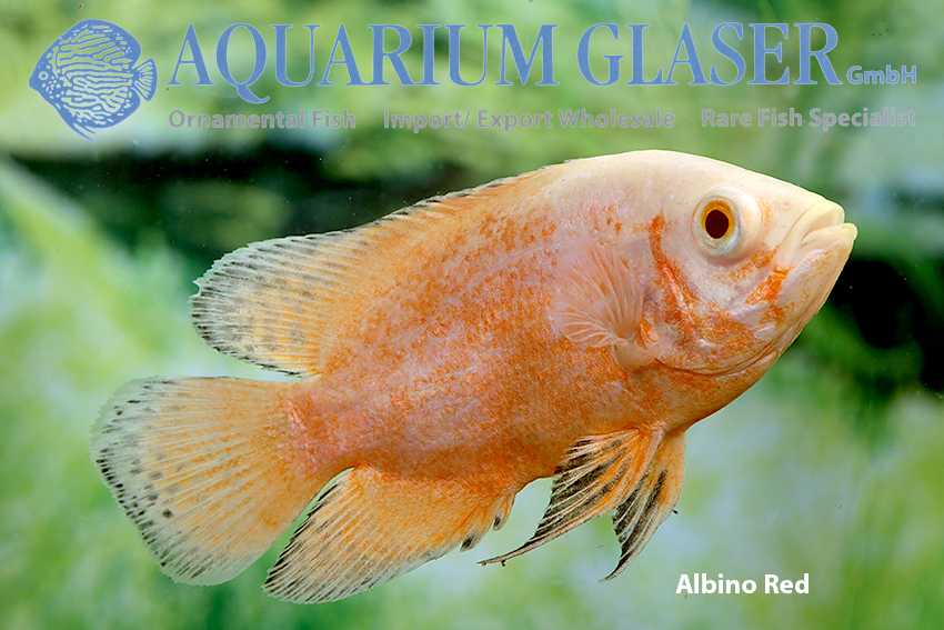 Oscar - Albino Red S/M (min. 12 pcs)