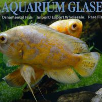 Oscar - Yellow Lemon S/M (min. 15 pcs)