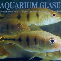 Kelberi Peacock Bass S (min. 8 pcs)