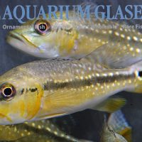 Fogo Peacock Bass M (min. 2 pcs)
