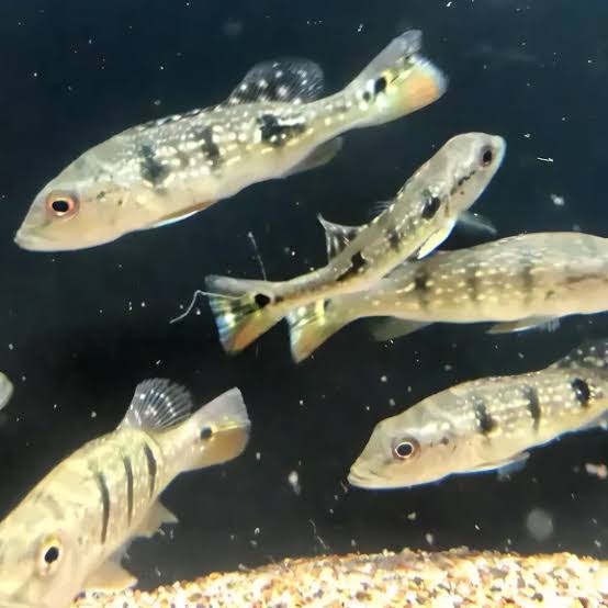 Brokopondo Peacock Bass S (min. 7 pcs)