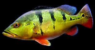 Brokopondo Peacock Bass S (min. 7 pcs) - Image 2