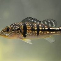 Azul Peacock Bass S (min. 5 pcs)