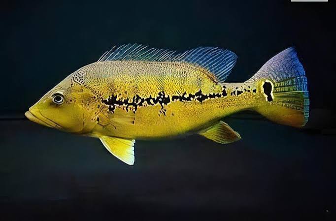 Pinima Peacock Bass S (min. 6 pcs) - Image 2