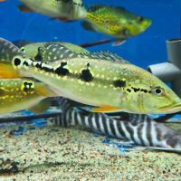 Pinima Peacock Bass S (min. 6 pcs)