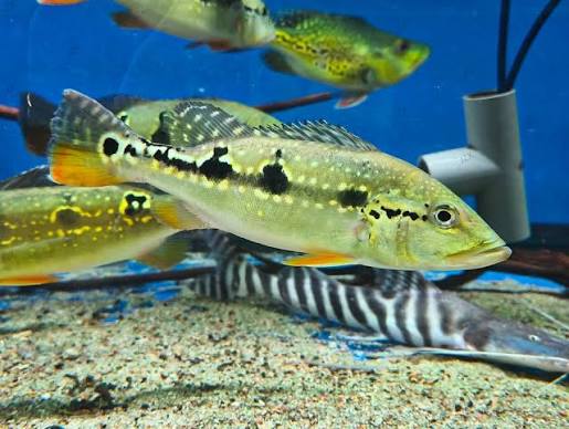 Pinima Peacock Bass S (min. 6 pcs)