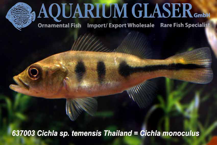 Mono Peacock Bass S (min. 8 pcs) - Image 2