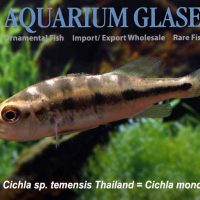 Mono Peacock Bass S (min. 8 pcs)