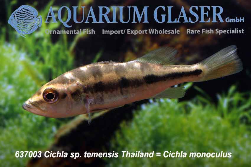 Mono Peacock Bass S (min. 8 pcs)