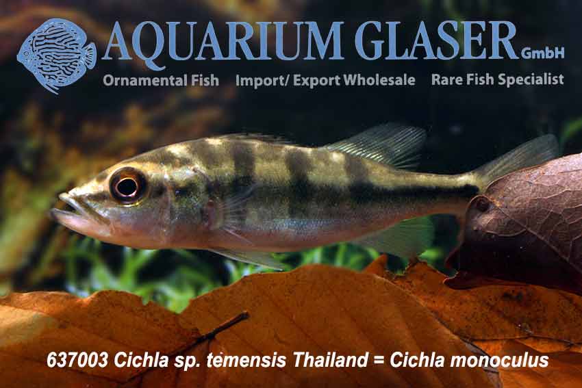 Mono Peacock Bass S (min. 8 pcs) - Image 3