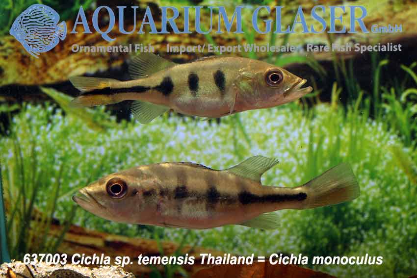 Mono Peacock Bass S (min. 8 pcs) - Image 4