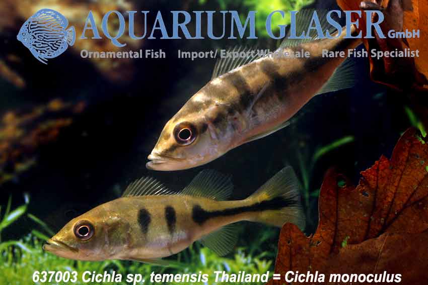 Mono Peacock Bass S (min. 8 pcs) - Image 5