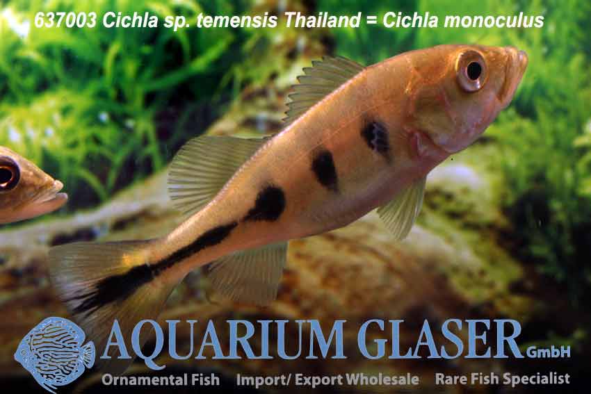 Mono Peacock Bass S (min. 8 pcs) - Image 6