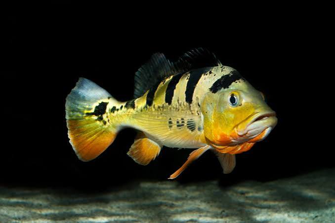 Mono Peacock Bass S (min. 8 pcs) - Image 7