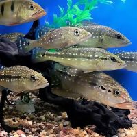 Xingu Peacock Bass S (min. 5 pcs)