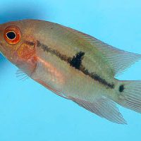 Rio Negro Chocolate Cichlid S/M (min. 10 pcs)
