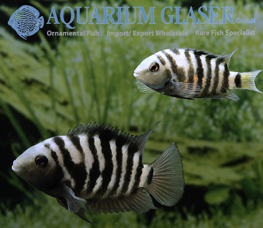 Convict Cichlid S/M (min. 10 pcs) - Image 2