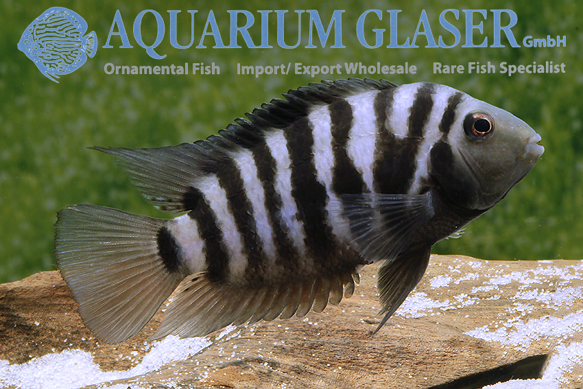 Convict Cichlid S/M (min. 10 pcs) - Image 3