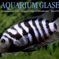 Convict Cichlid S/M (min. 10 pcs)