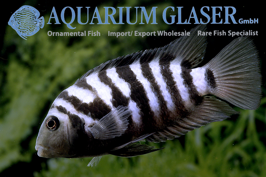 Convict Cichlid S/M (min. 10 pcs)