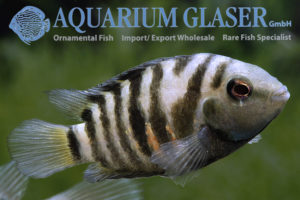 Convict Cichlid S/M (min. 10 pcs) - Image 4