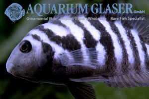 Convict Cichlid S/M (min. 10 pcs) - Image 5