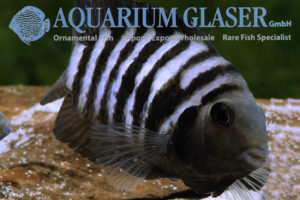 Convict Cichlid S/M (min. 10 pcs) - Image 6
