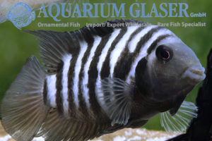 Convict Cichlid S/M (min. 10 pcs) - Image 7