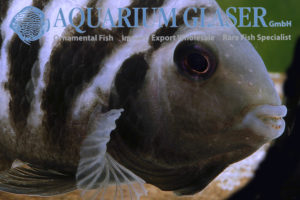 Convict Cichlid S/M (min. 10 pcs) - Image 8