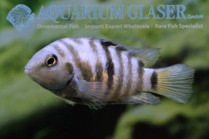 Convict Cichlid S/M (min. 10 pcs) - Image 9