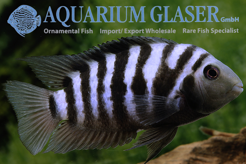 Convict Cichlid S/M (min. 10 pcs) - Image 10