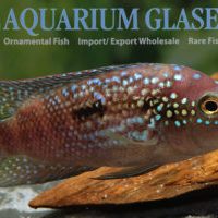 Jack Dempsey S/M (min. 15 pcs)