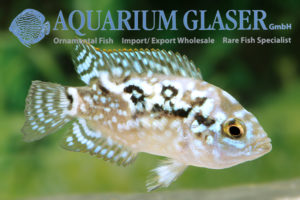 Blue Dempsey S (min. 10 pcs) - Image 5
