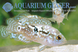 Blue Dempsey S (min. 10 pcs) - Image 9