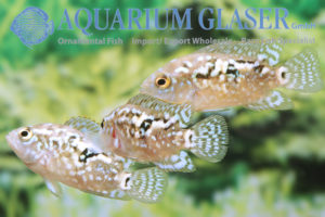 Blue Dempsey S (min. 10 pcs) - Image 8