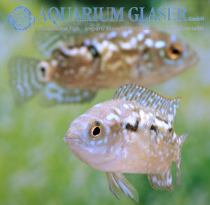 Blue Dempsey S (min. 10 pcs) - Image 7