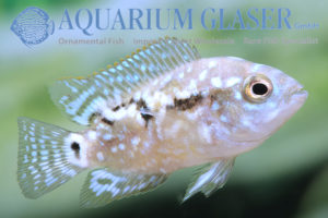 Blue Dempsey S (min. 10 pcs) - Image 6