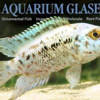 Blue Dempsey S (min. 10 pcs)