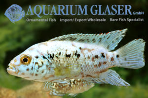 Blue Dempsey S (min. 10 pcs) - Image 4