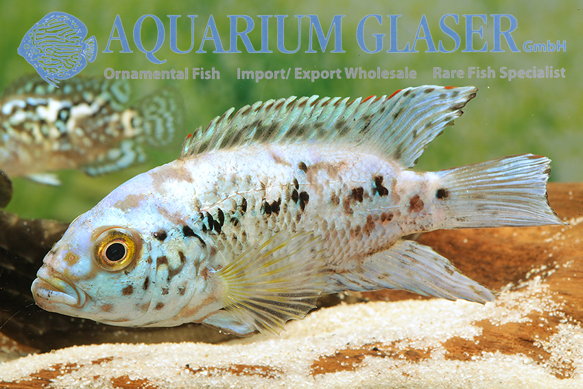 Blue Dempsey S (min. 10 pcs) - Image 3