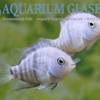 T-Bar Cichlid S/M (min. 18 pcs)