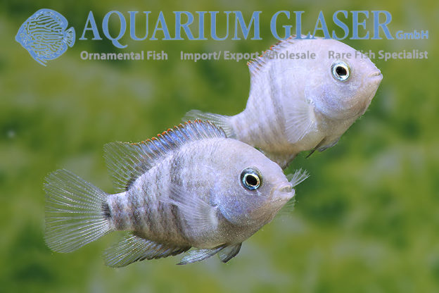 T-Bar Cichlid S/M (min. 18 pcs)