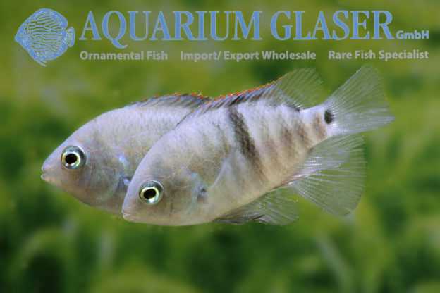 T-Bar Cichlid S/M (min. 18 pcs) - Image 4