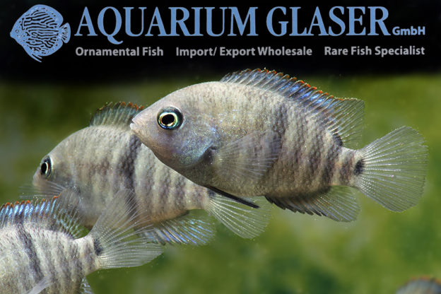 T-Bar Cichlid S/M (min. 18 pcs) - Image 3