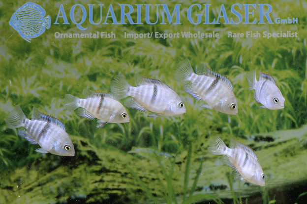 T-Bar Cichlid S/M (min. 18 pcs) - Image 2