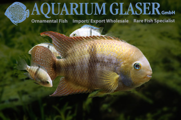 T-Bar Cichlid S/M (min. 18 pcs) - Image 9