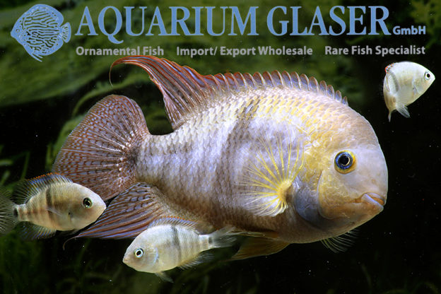 T-Bar Cichlid S/M (min. 18 pcs) - Image 5