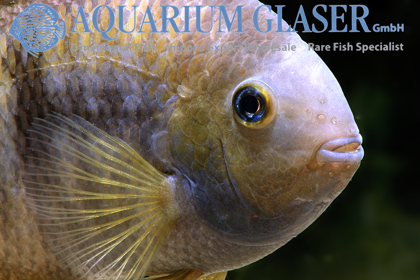 T-Bar Cichlid S/M (min. 18 pcs) - Image 8