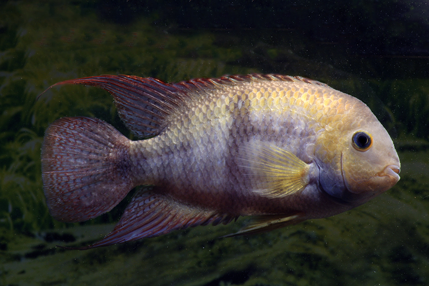 T-Bar Cichlid S/M (min. 18 pcs) - Image 7