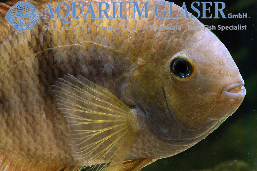 T-Bar Cichlid S/M (min. 18 pcs) - Image 6